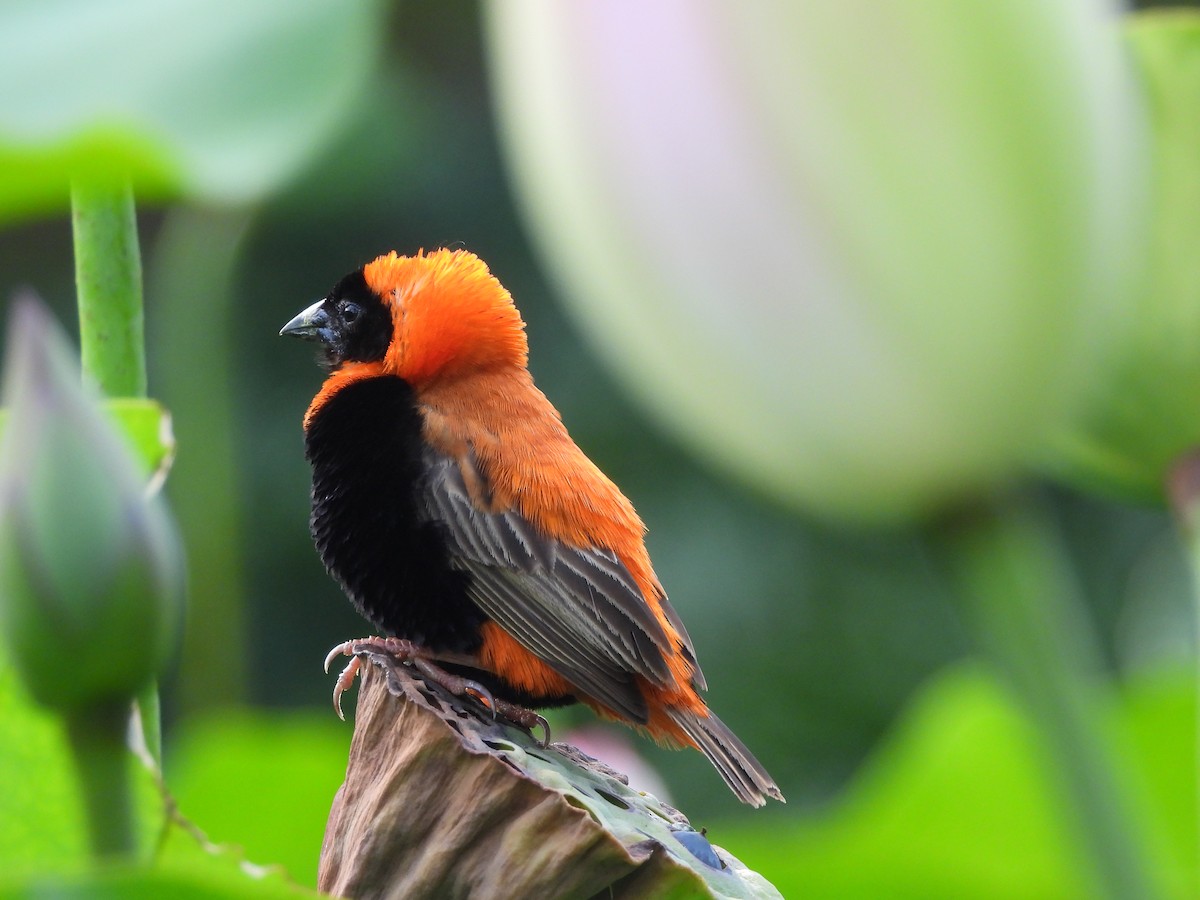Southern Red Bishop - ML629655741