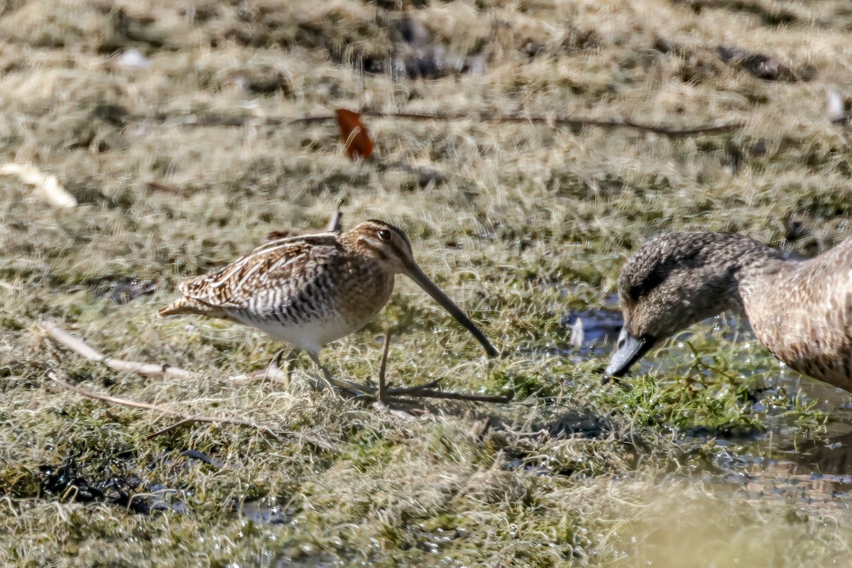 Wilson's Snipe - ML629655750