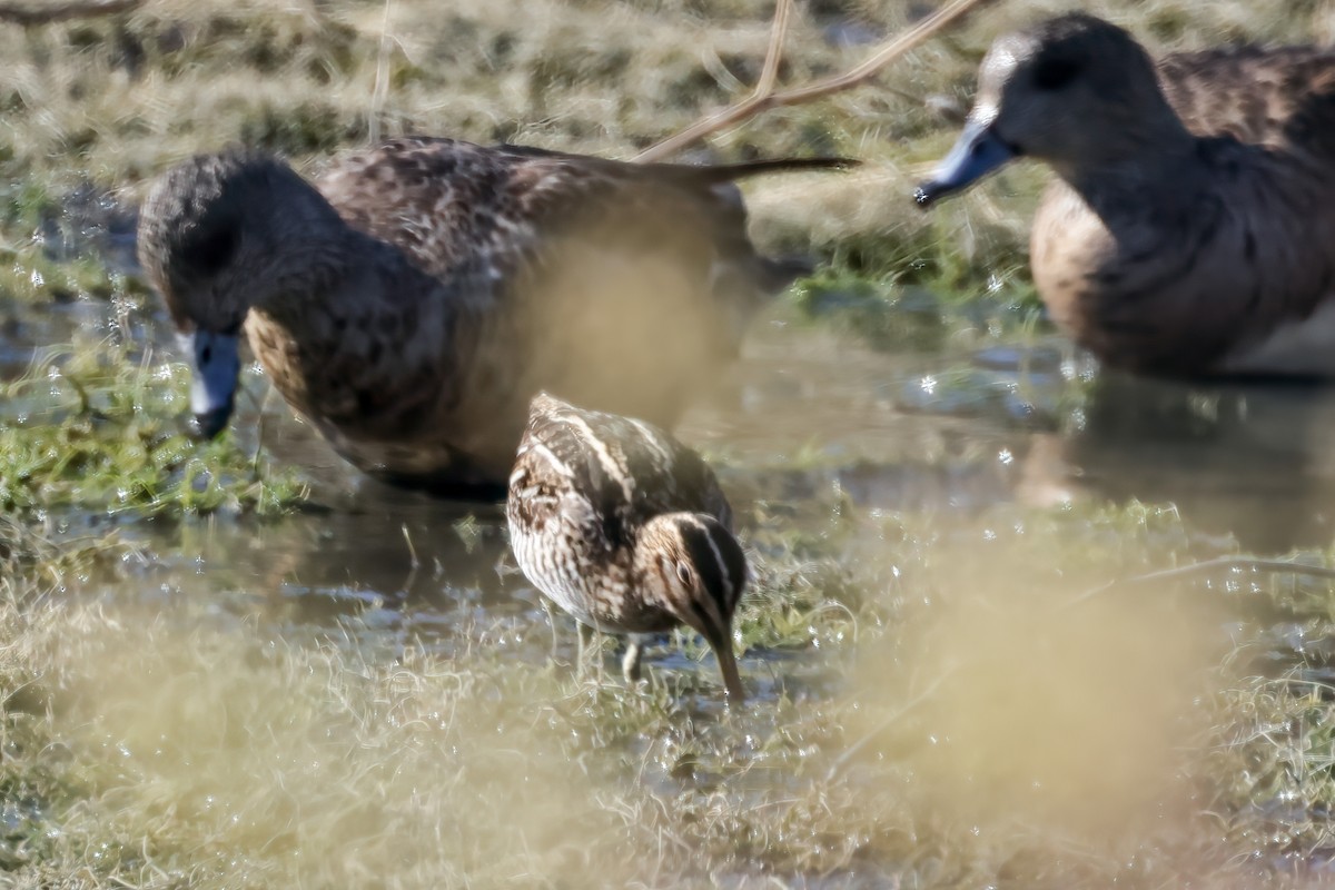 Wilson's Snipe - ML629655753