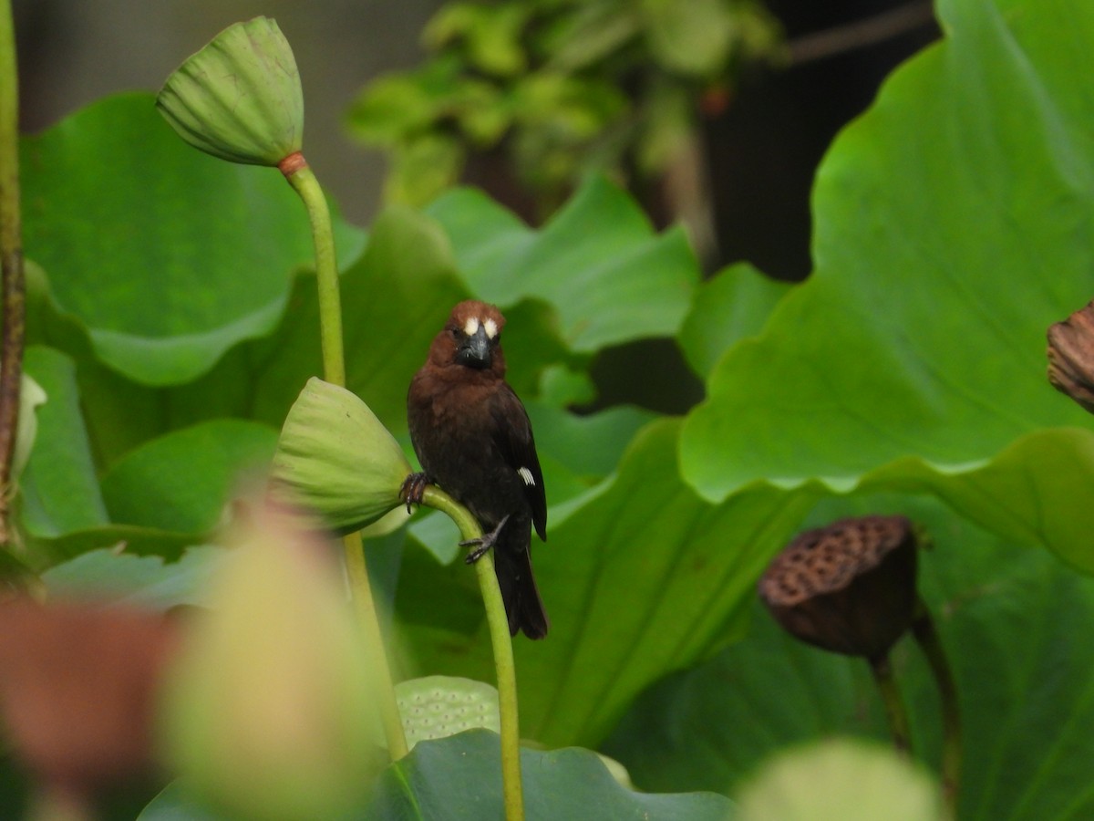 Grosbeak Weaver - ML629655787
