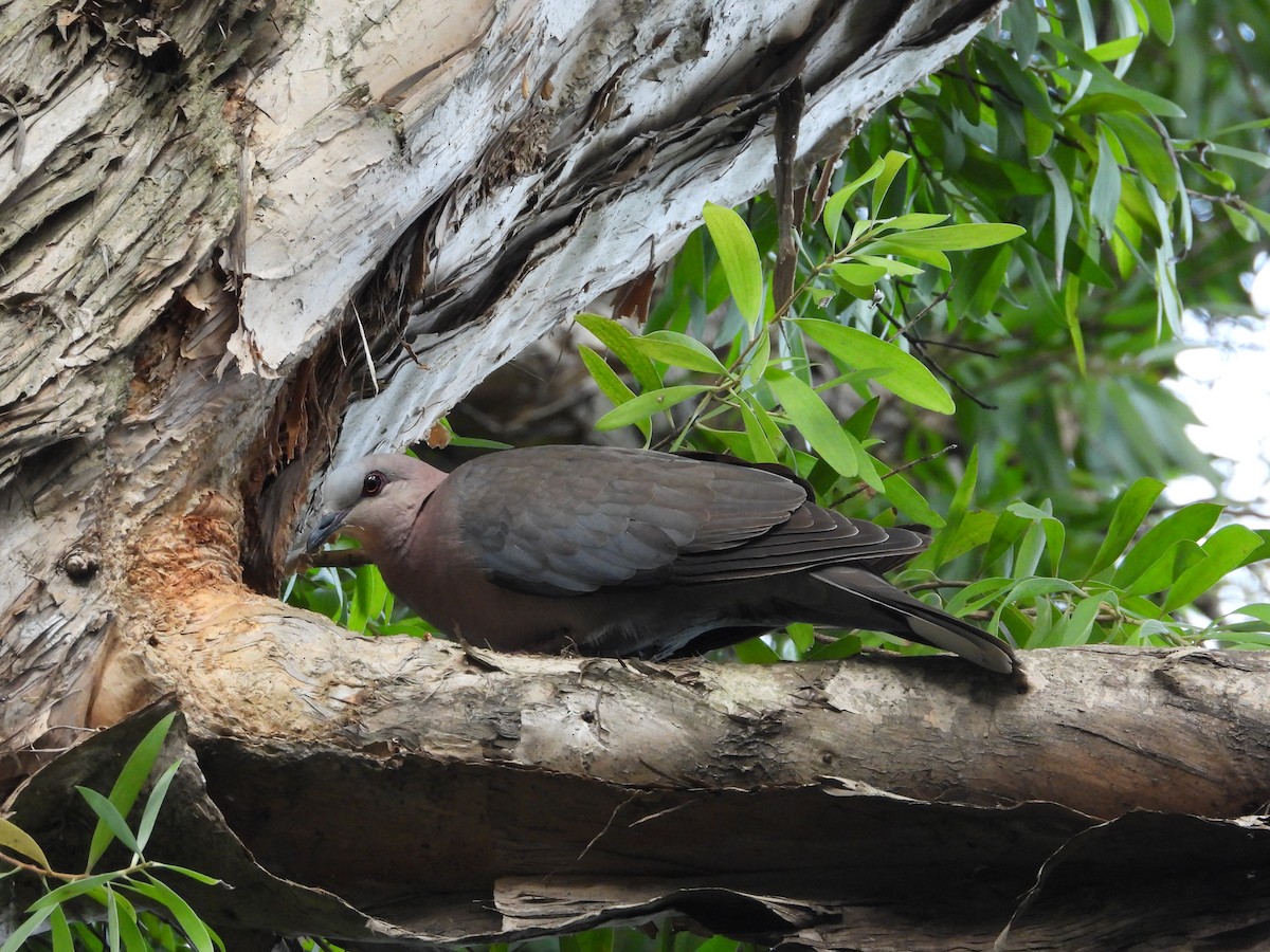 Red-eyed Dove - ML629655920