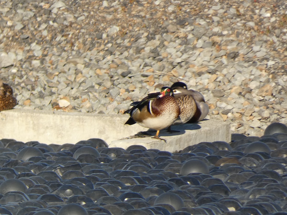 Wood Duck - ML629656193