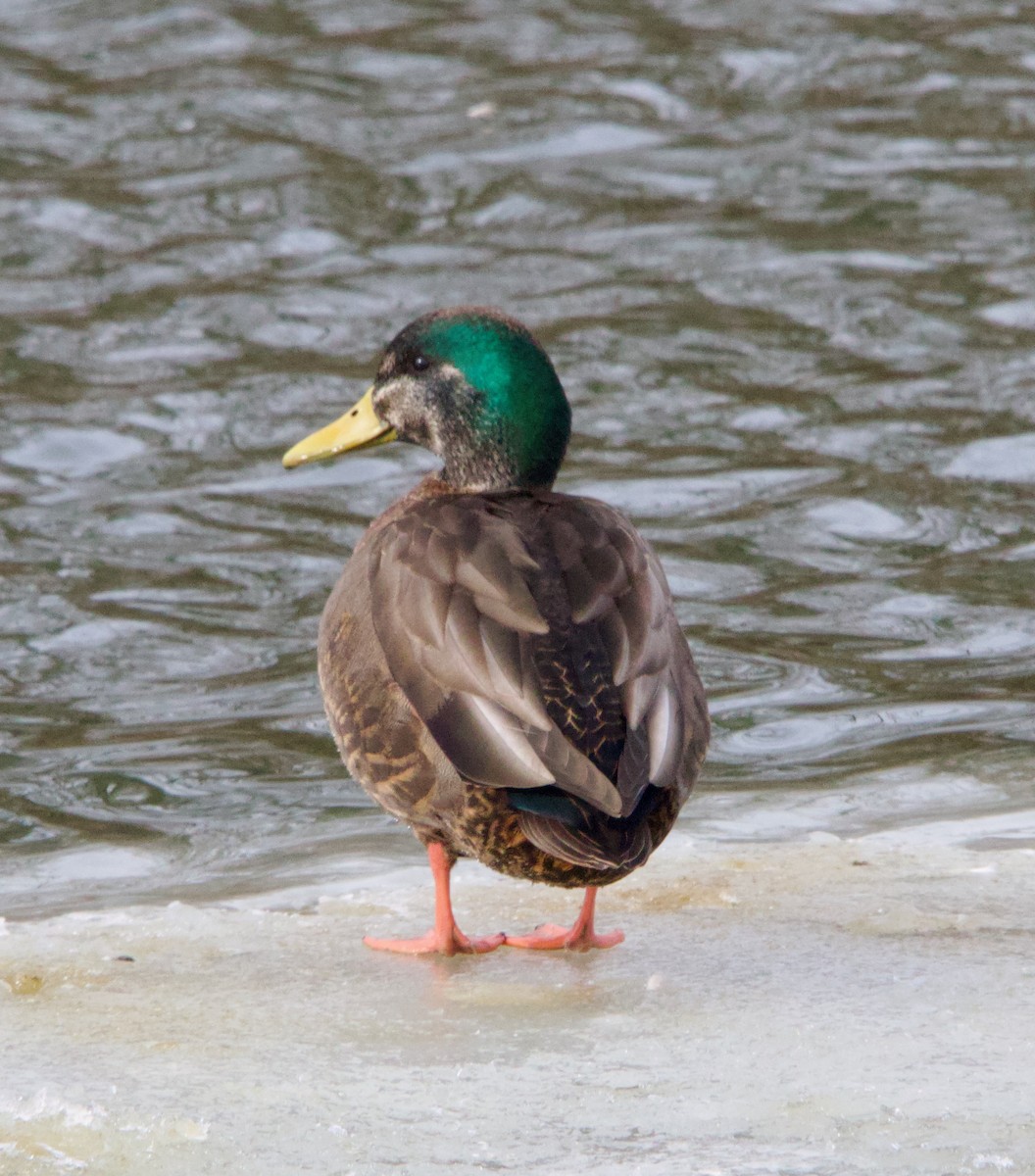 Mallard x American Black Duck (hybrid) - ML629656409