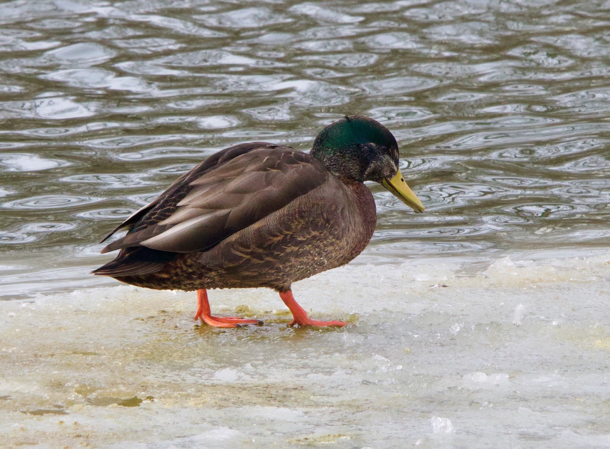 Mallard x American Black Duck (hybrid) - ML629656410