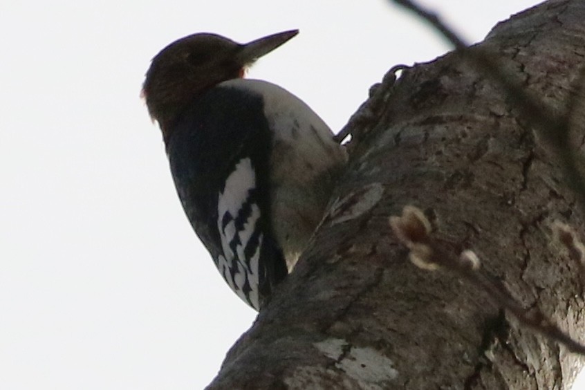Red-headed Woodpecker - ML629656753