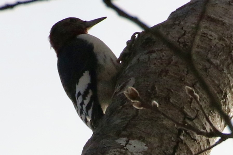 Red-headed Woodpecker - ML629656754