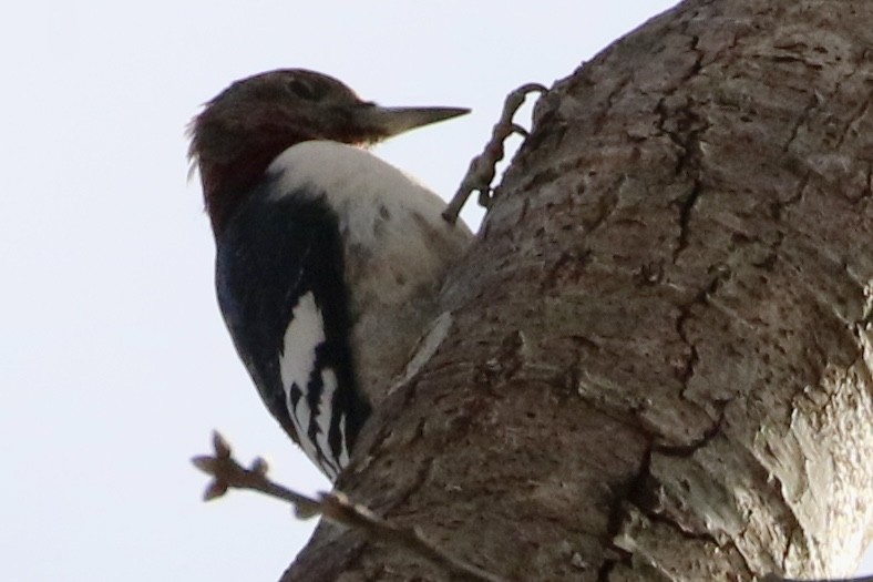 Red-headed Woodpecker - ML629656756