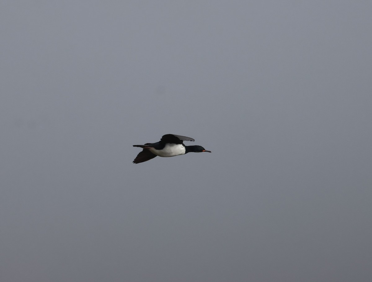 Campbell Islands Shag - ML629656830