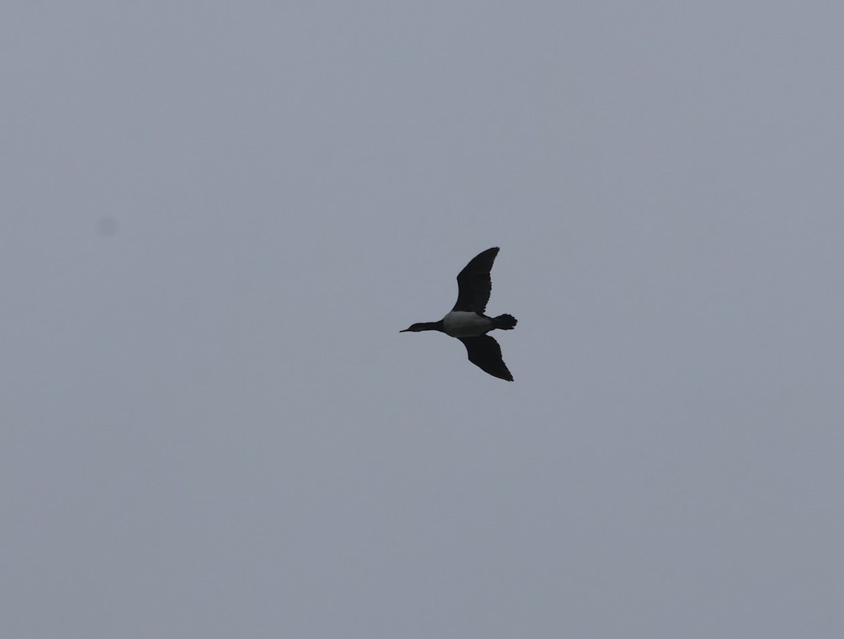 Campbell Islands Shag - ML629656831