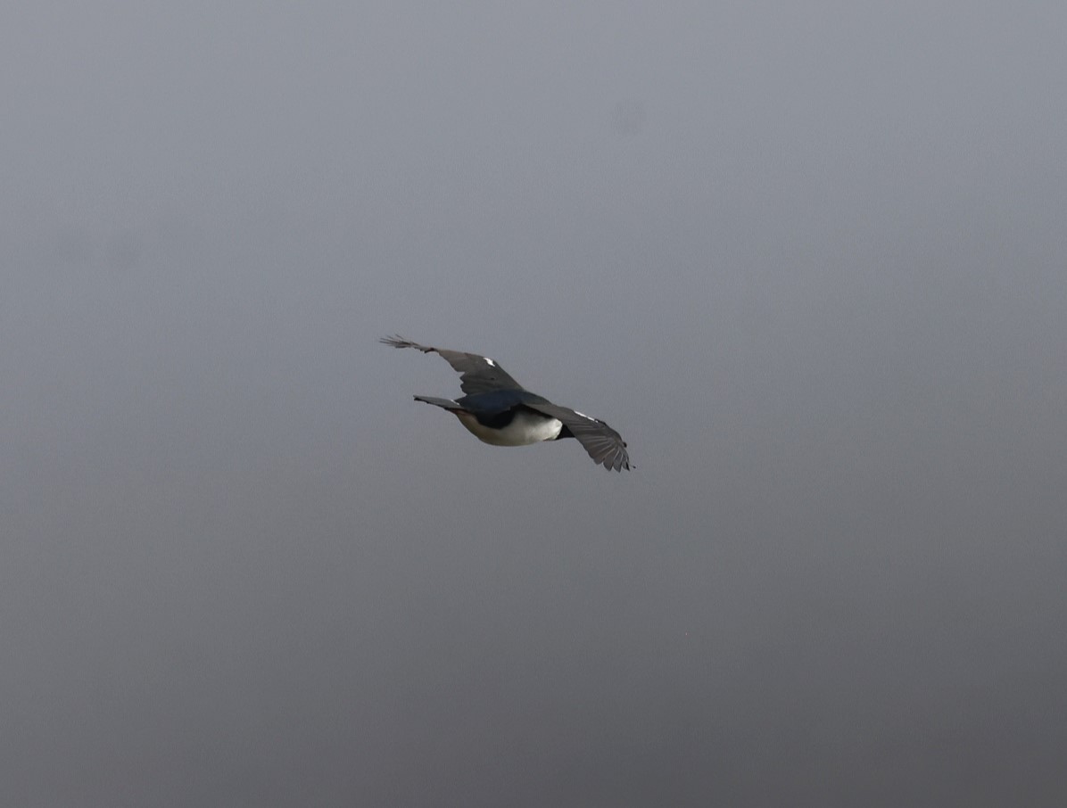 Campbell Islands Shag - ML629656832