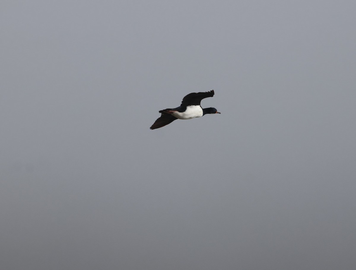 Campbell Islands Shag - ML629656833