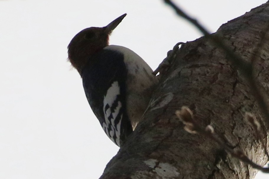Red-headed Woodpecker - ML629656855