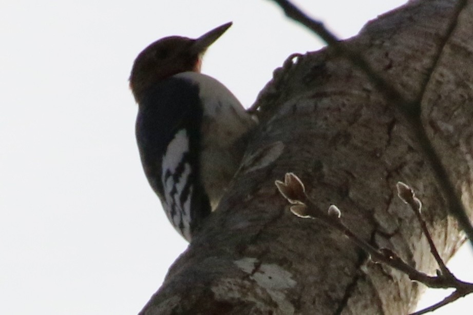 Red-headed Woodpecker - ML629656857