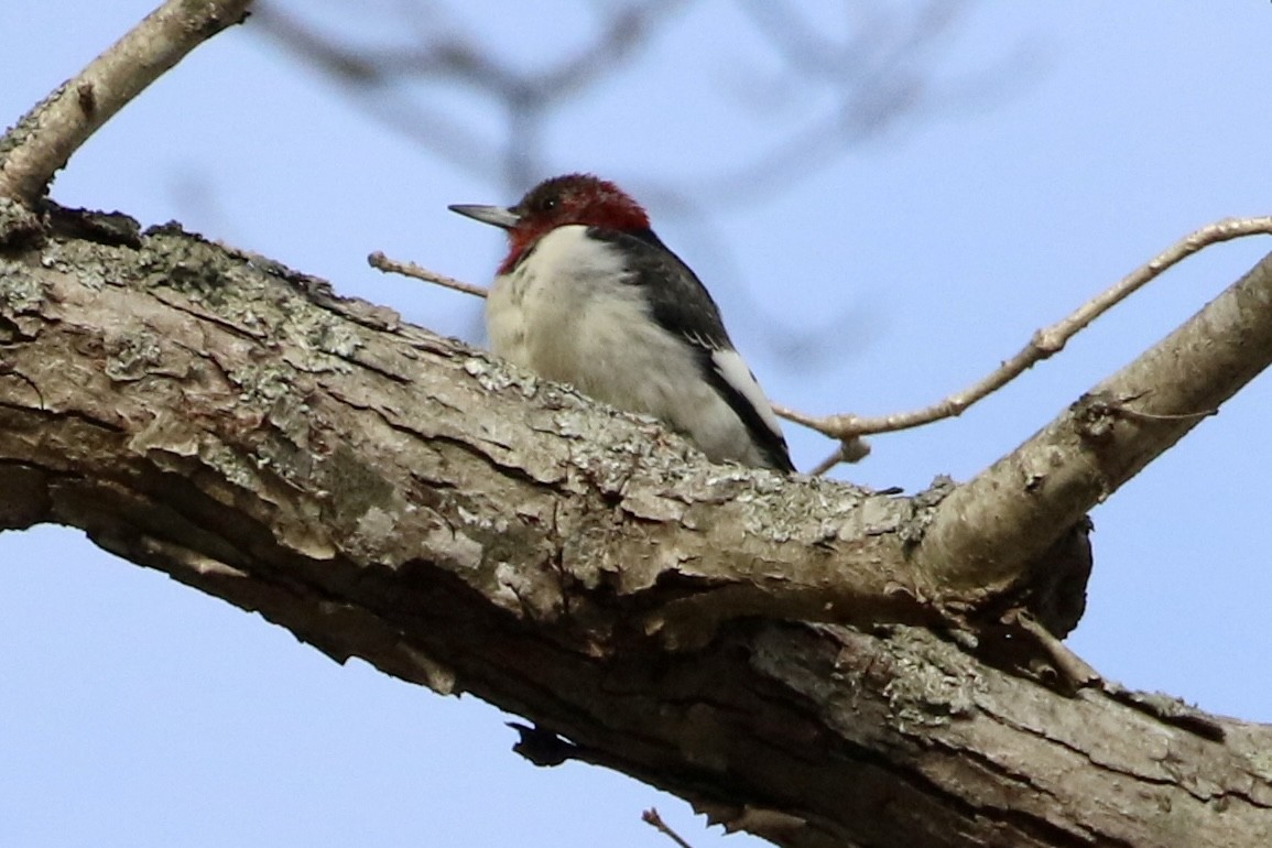 Red-headed Woodpecker - ML629656858