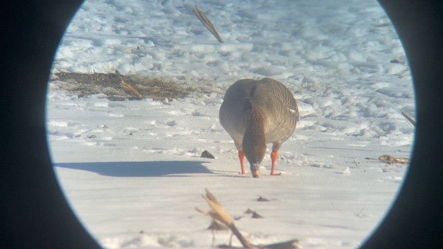 Tundra Bean-Goose - ML629656982