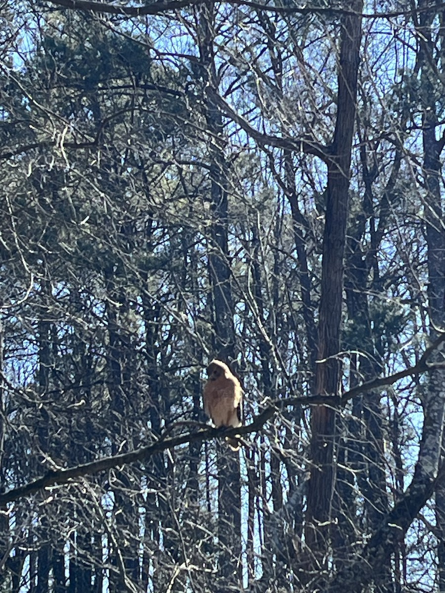 Red-shouldered Hawk - ML629656997