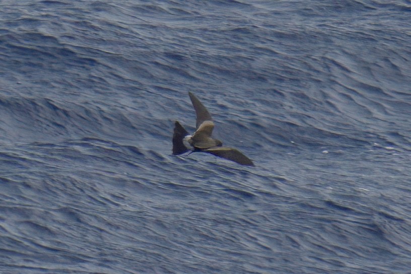 ub. stormsvale (Oceanitidae/Hydrobatidae sp.) - ML629657054