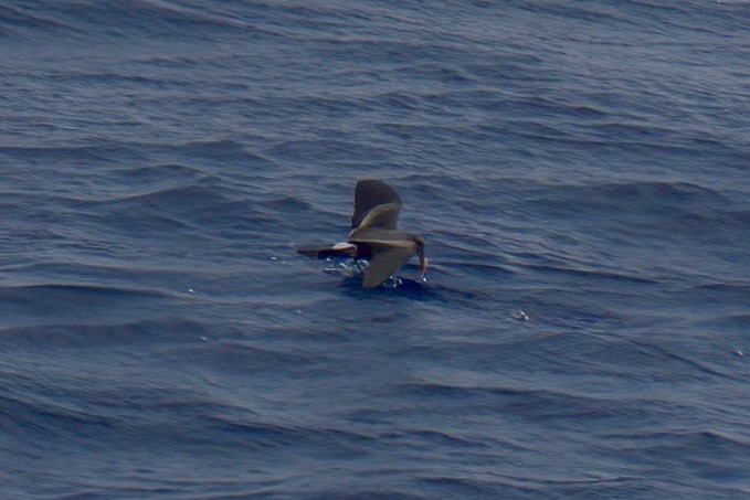 ub. stormsvale (Oceanitidae/Hydrobatidae sp.) - ML629657056