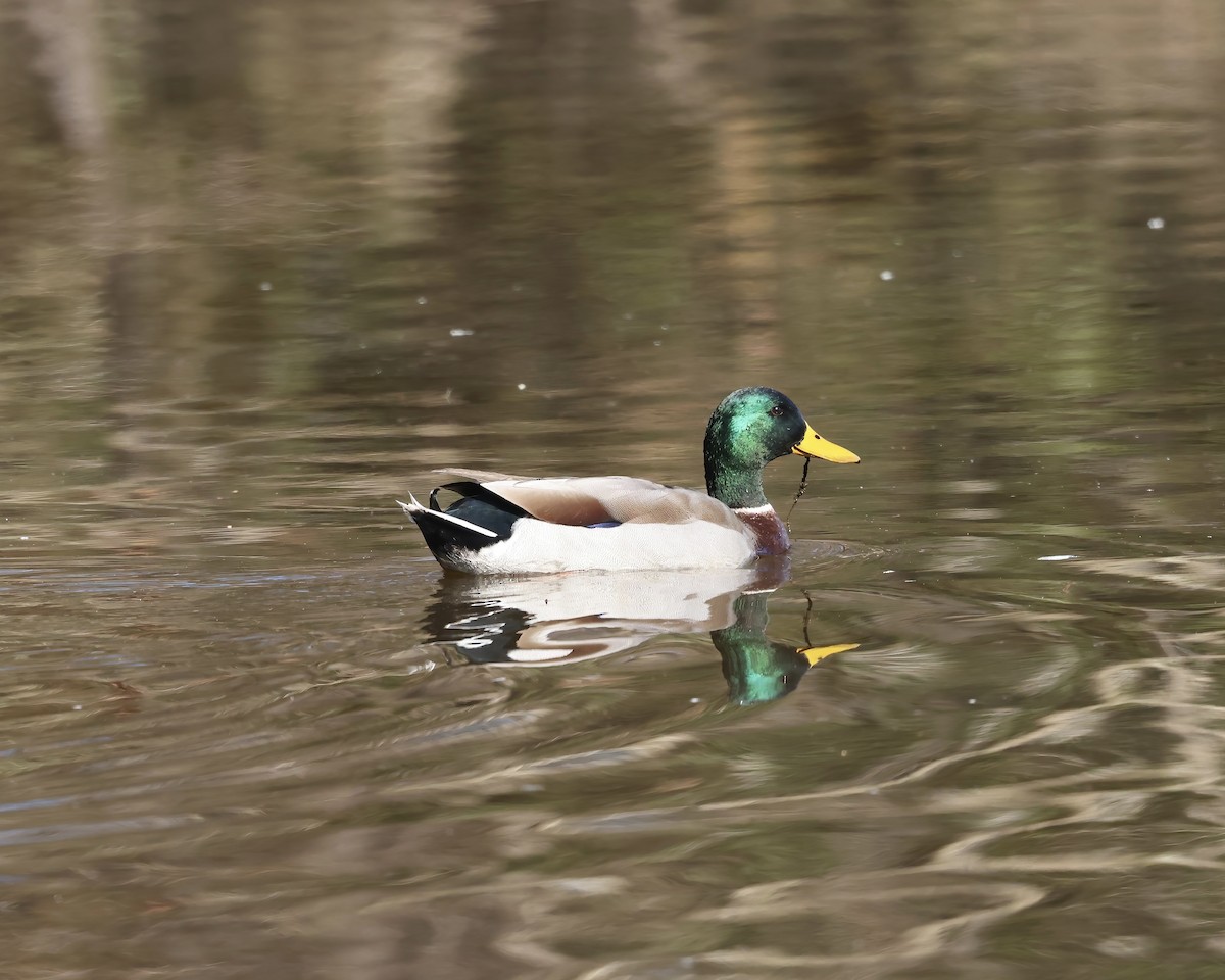 Mallard - ML629657251