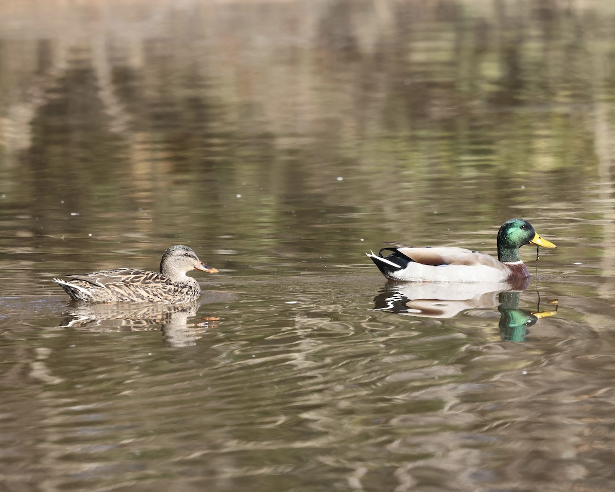 Mallard - ML629657252