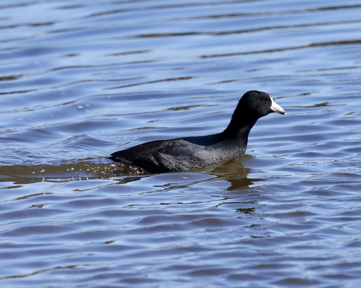 American Coot - ML629657277