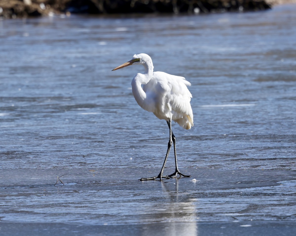 Great Egret - ML629657311