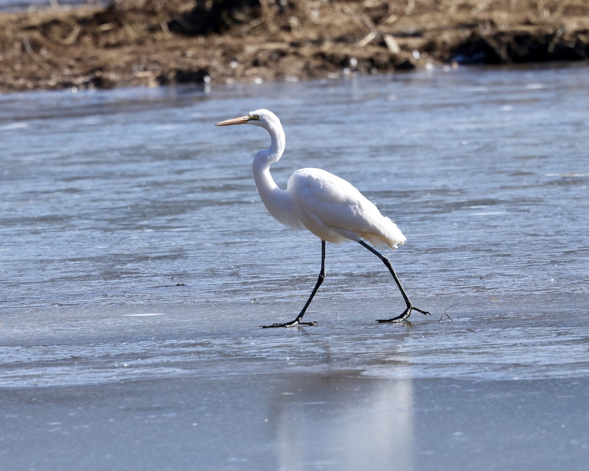 Great Egret - ML629657312