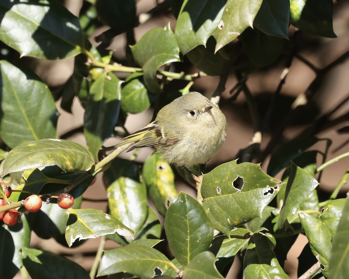 Ruby-crowned Kinglet - ML629657332