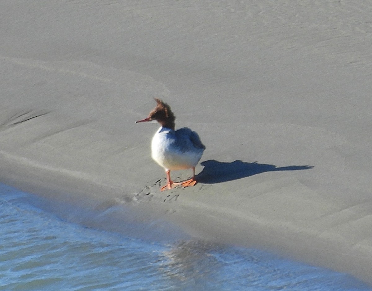 Common Merganser - ML629657355