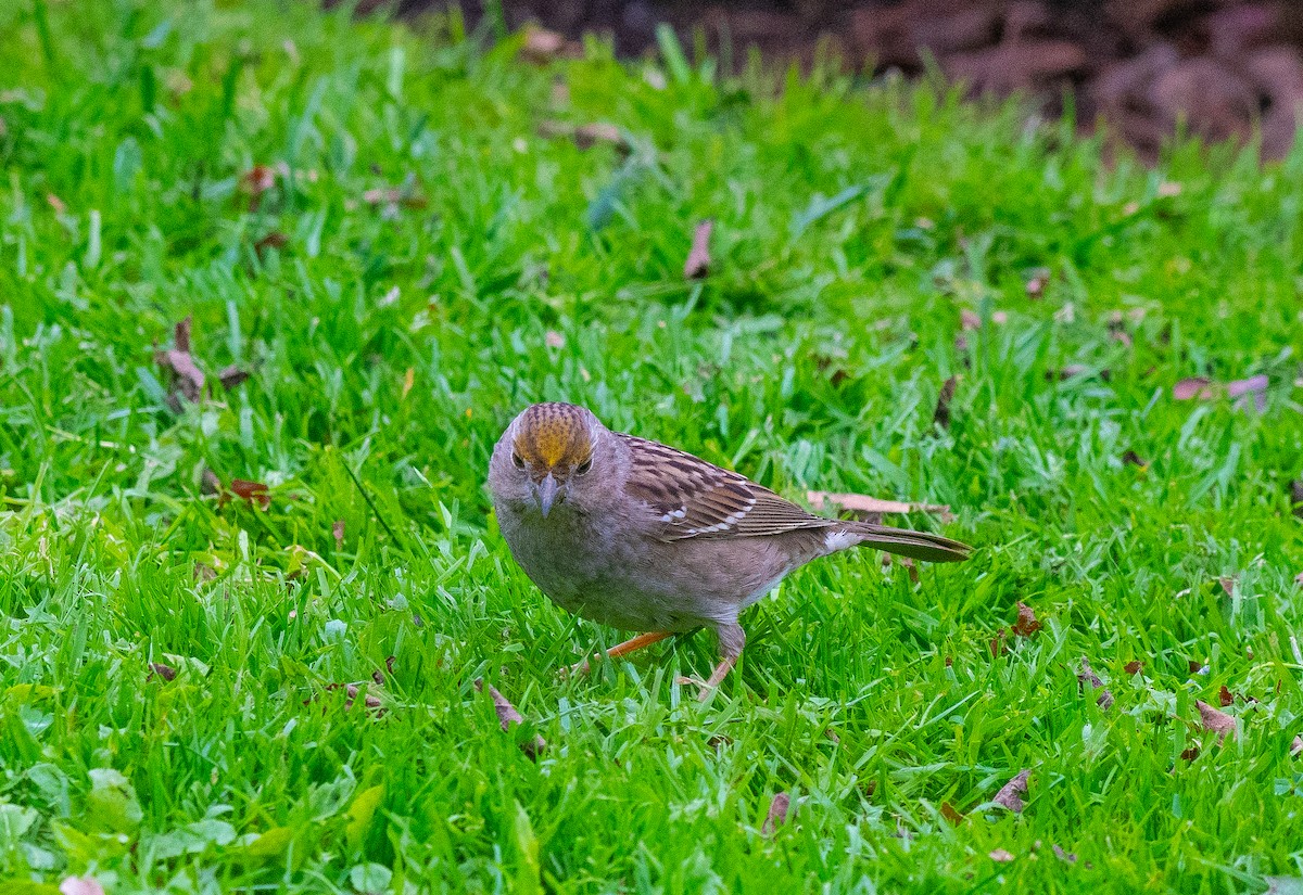Golden-crowned Sparrow - ML629657419
