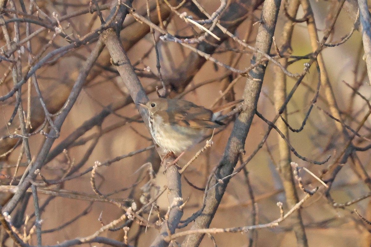 Hermit Thrush - ML629657506