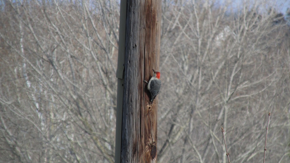 Red-bellied Woodpecker - ML629657563