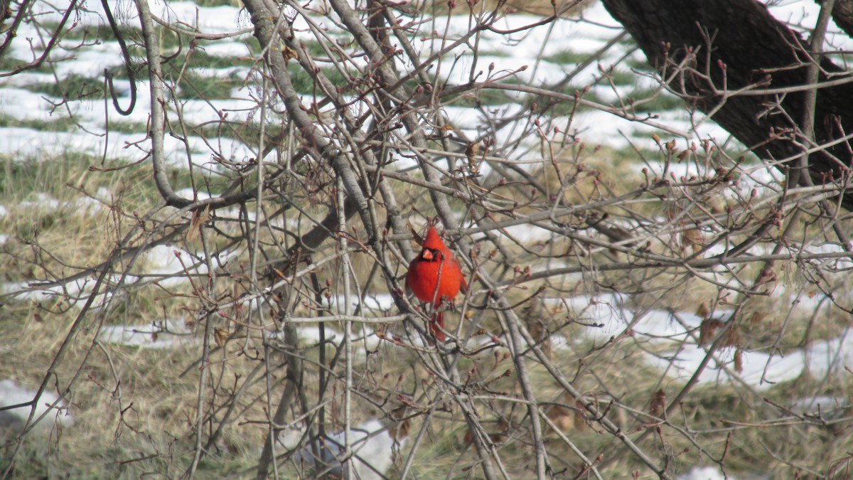 Northern Cardinal - ML629657673
