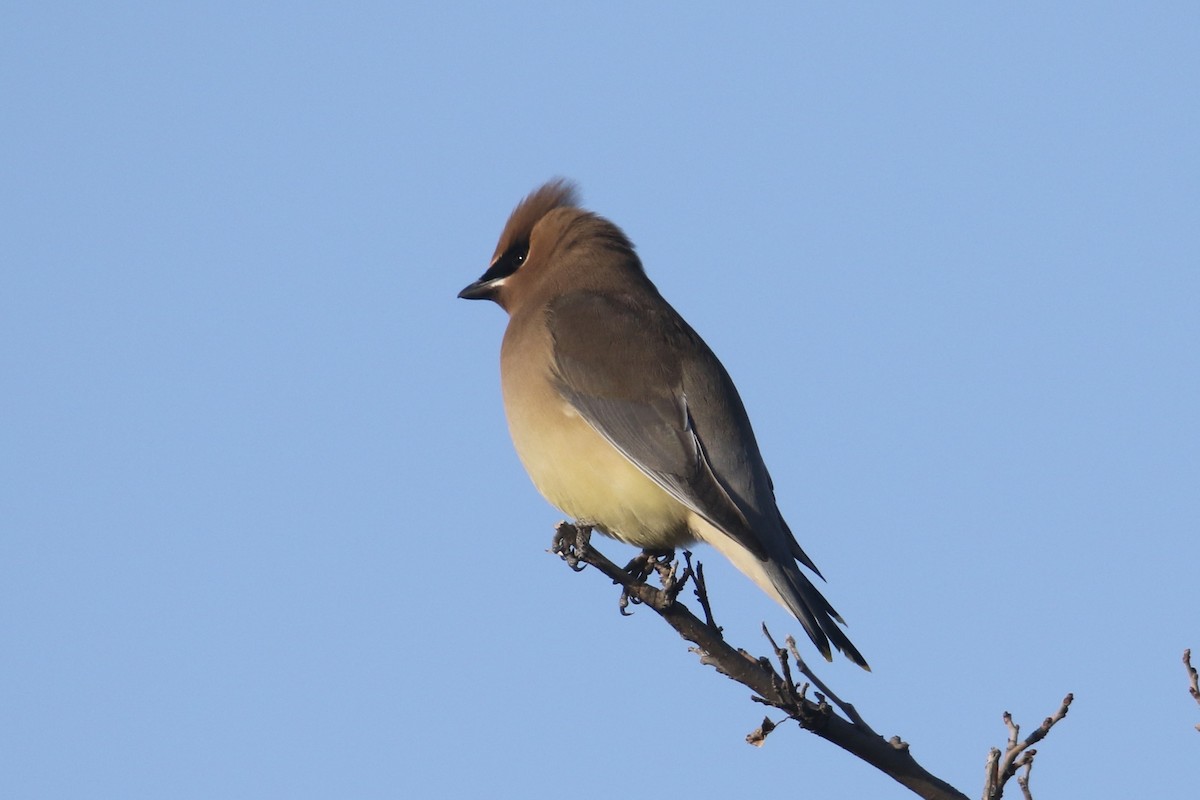 Cedar Waxwing - ML629657837