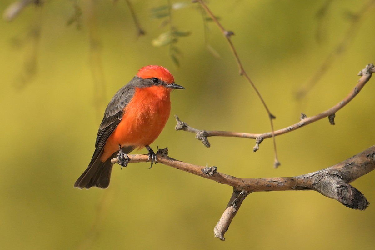 Vermilion Flycatcher - ML629657840