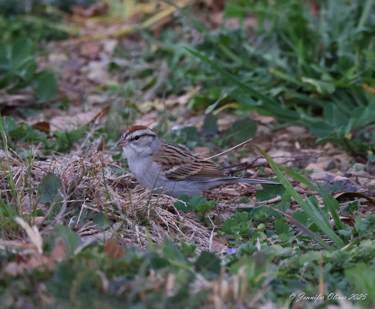 Chipping Sparrow - ML629657843