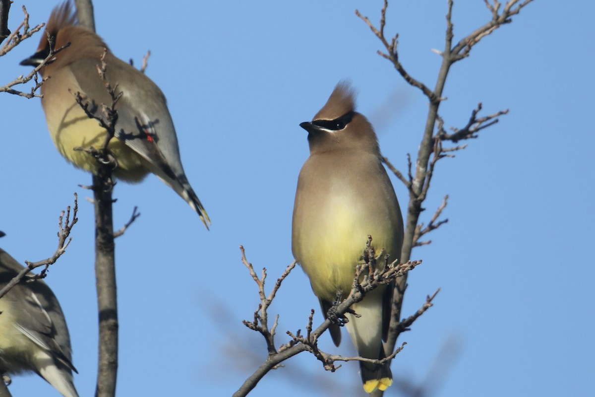 Cedar Waxwing - ML629657844