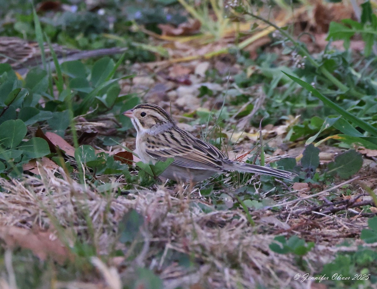 Clay-colored Sparrow - ML629657868