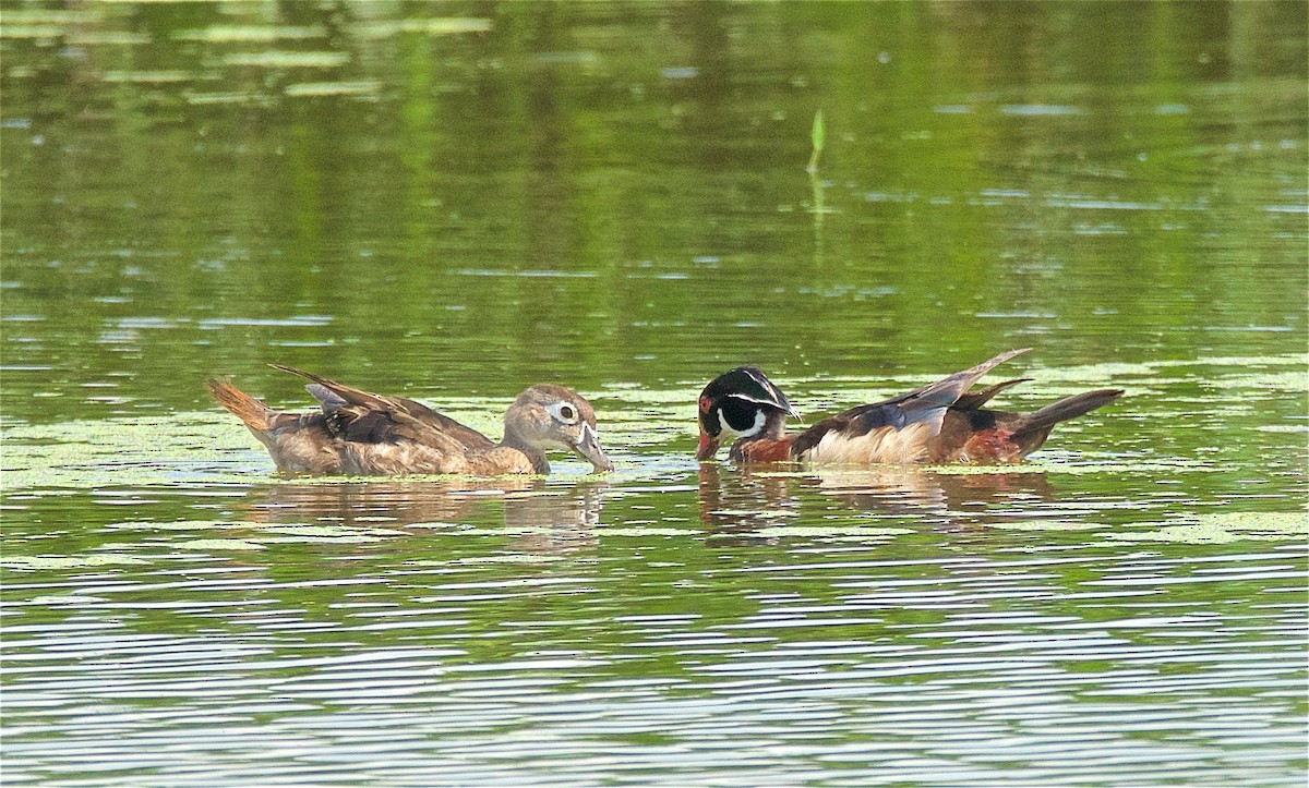 Wood Duck - Harlan Stewart