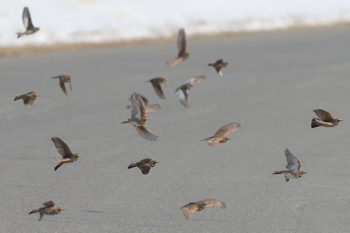 Horned Lark - ML629658019