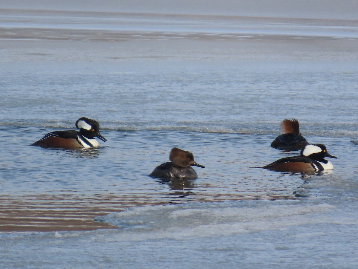 Hooded Merganser - ML629658021
