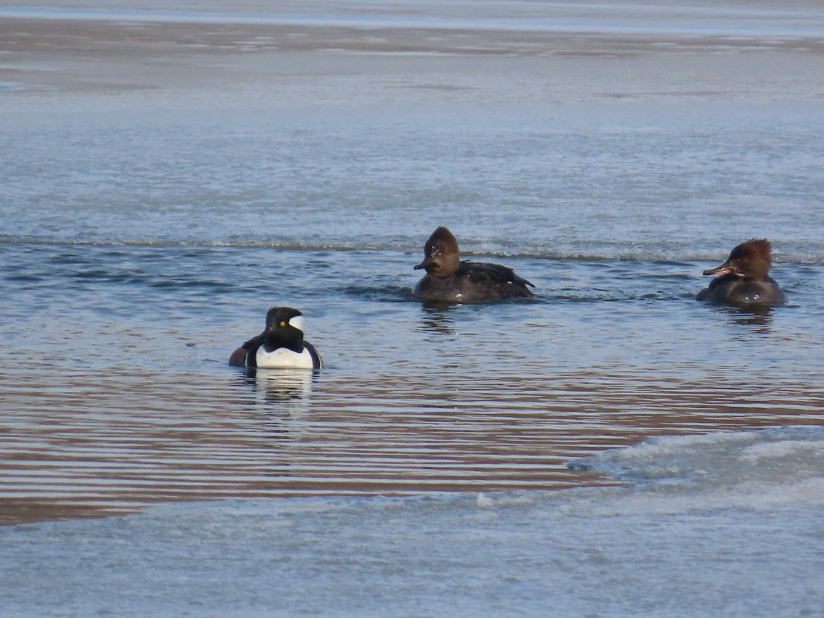 Hooded Merganser - ML629658022