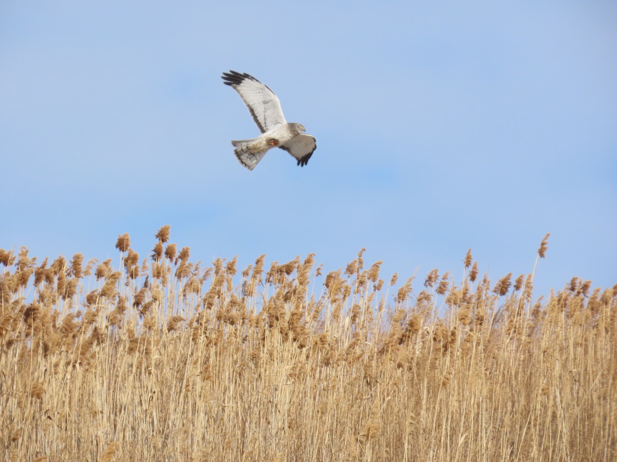 Northern Harrier - ML629658065