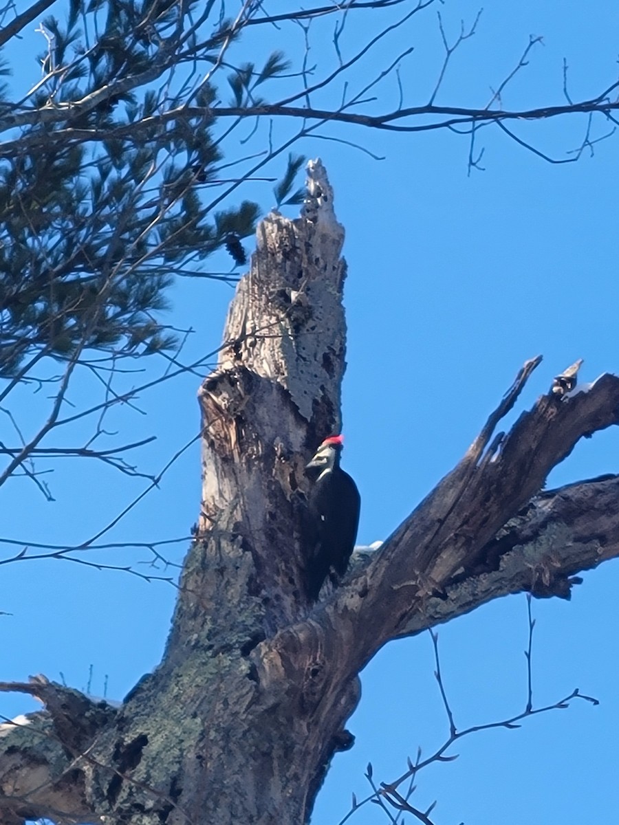 Pileated Woodpecker - ML629658067