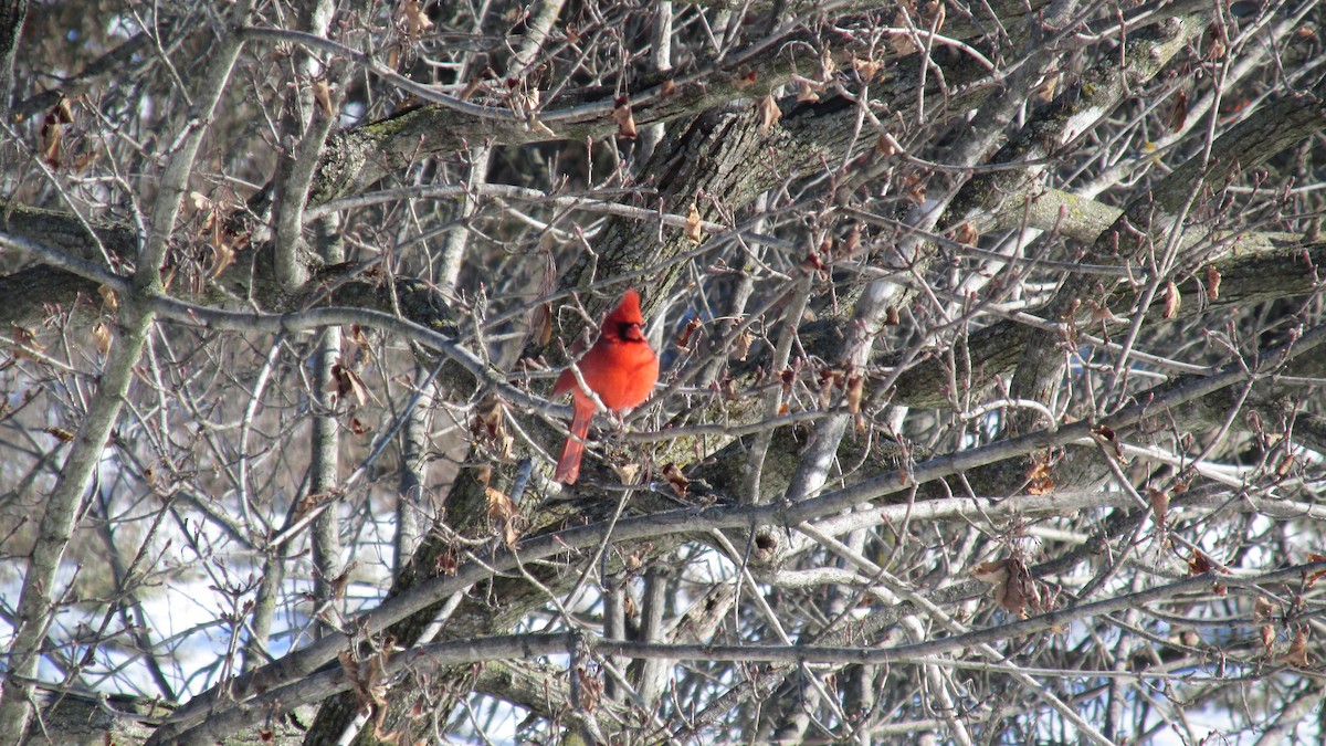 Northern Cardinal - ML629658102
