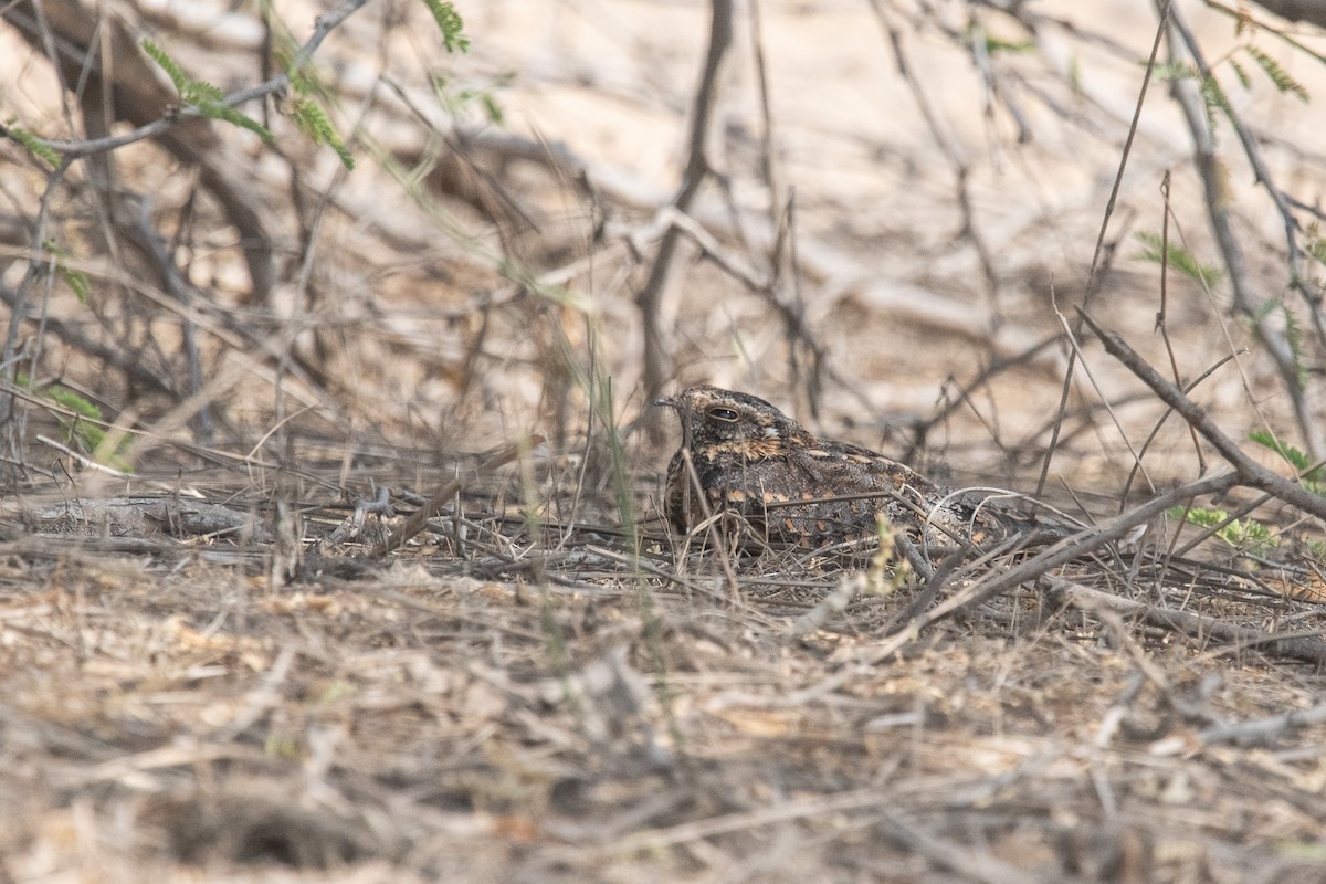 Standard-winged Nightjar - Frédéric Bacuez