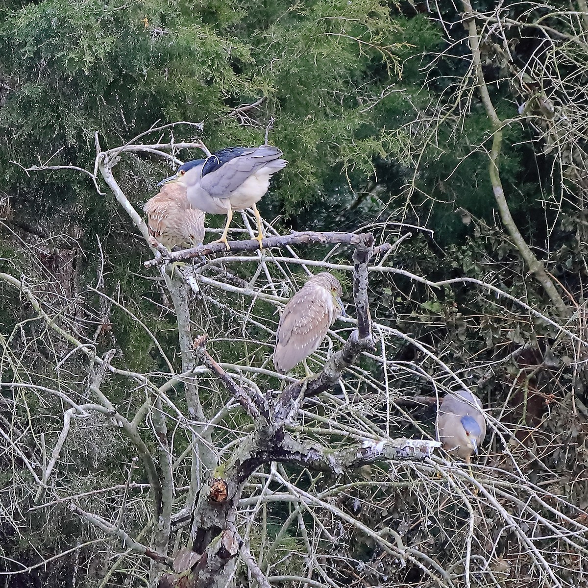Black-crowned Night Heron - ML629658249