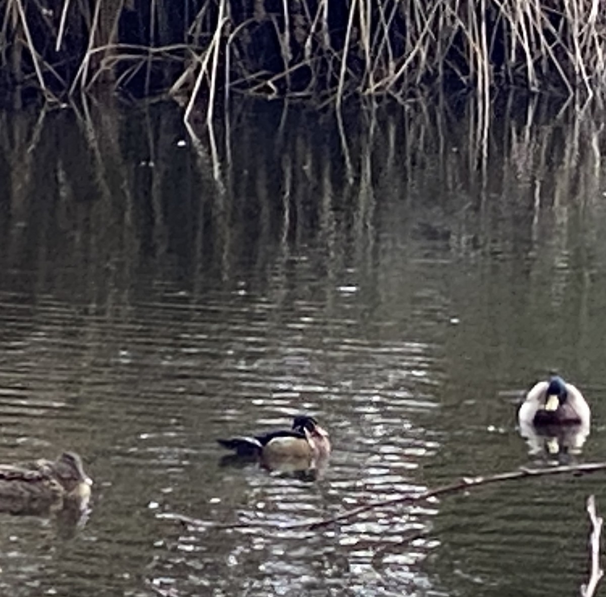 Wood Duck - ML629658300