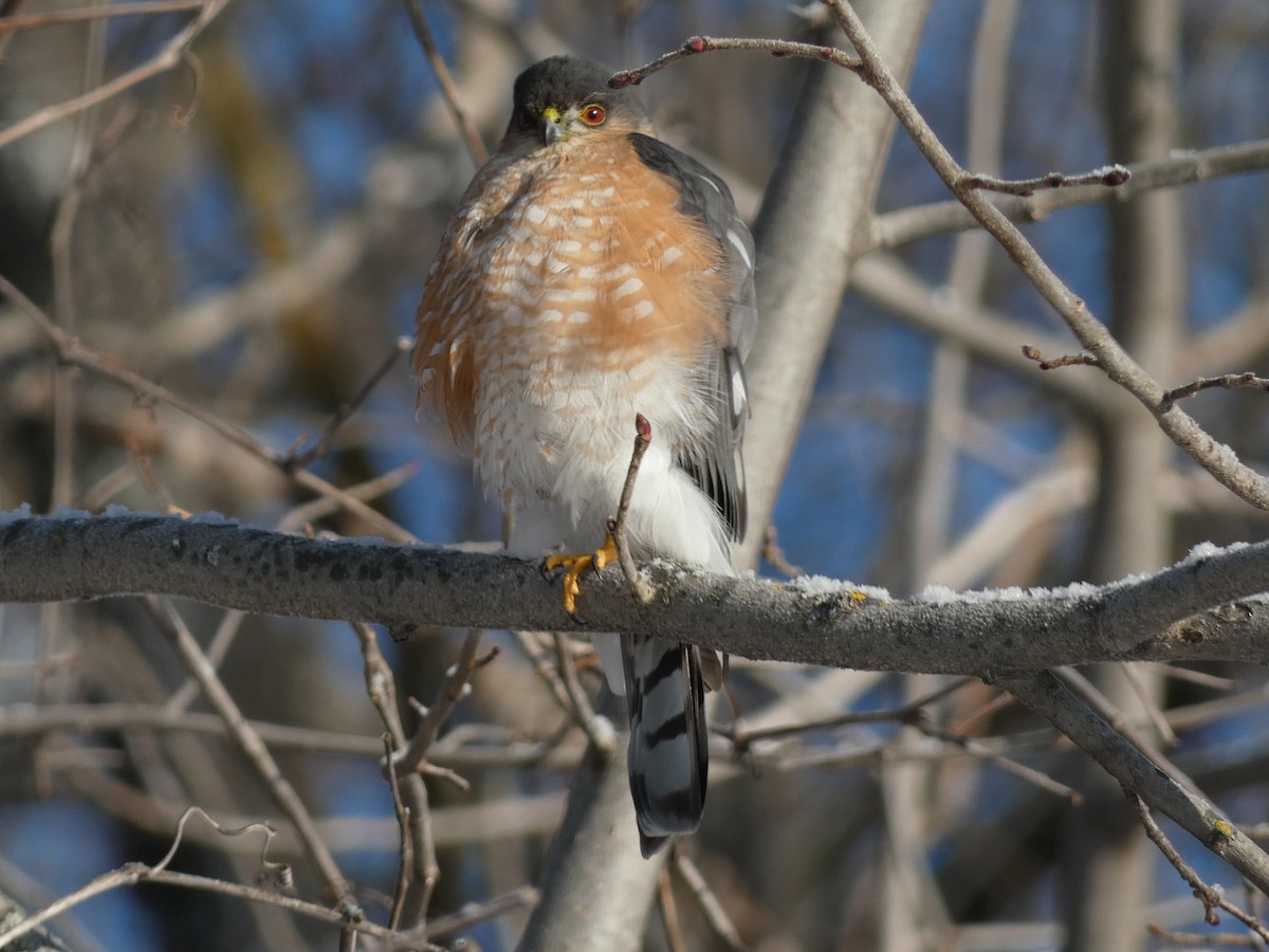 Sharp-shinned Hawk - ML629658476