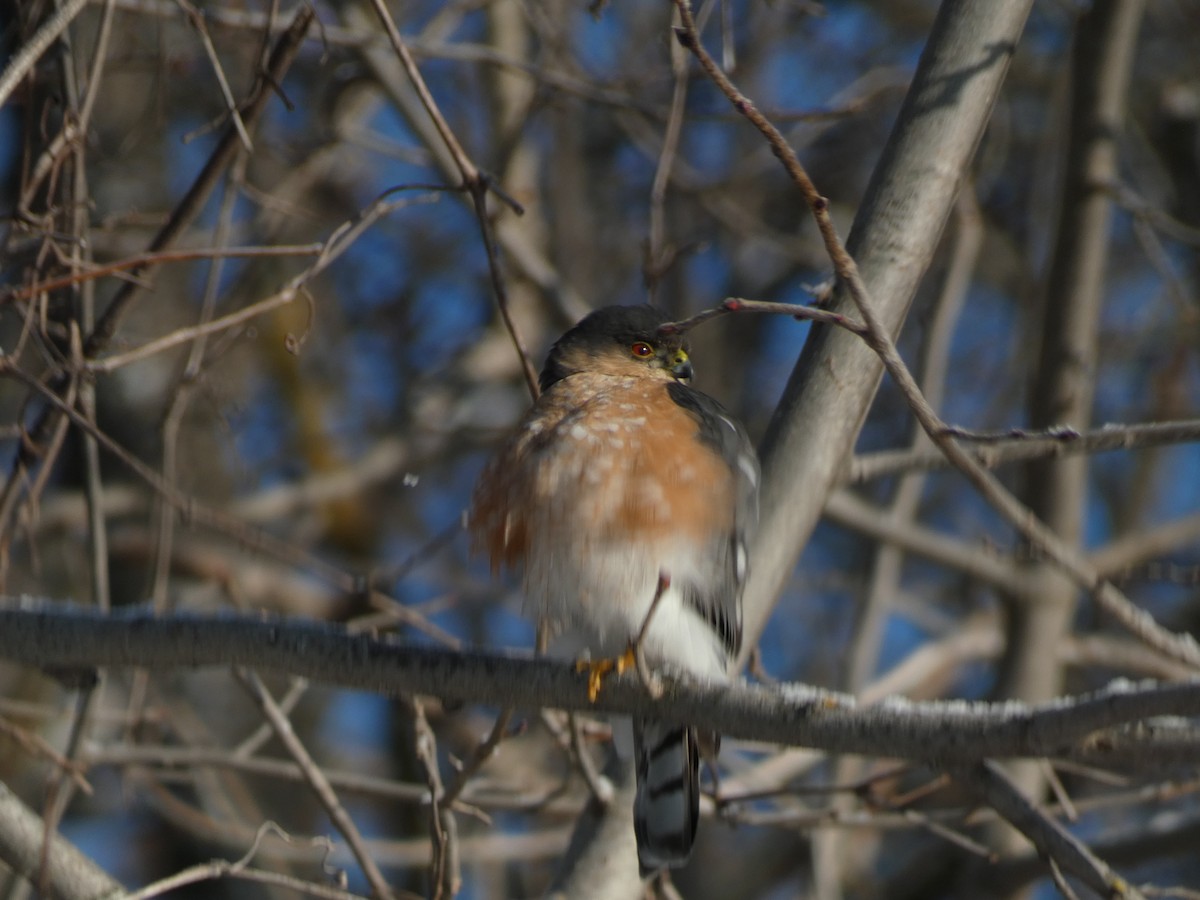 Sharp-shinned Hawk - ML629658500